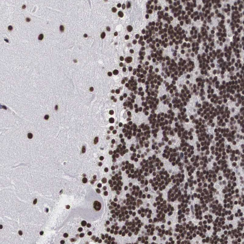 Immunohistochemical staining of human cerebellum shows strong nuclear positivity in purkinje cells and cells in granular layer.