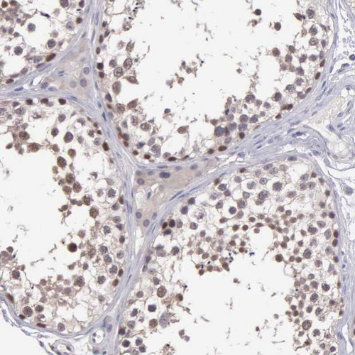 Immunohistochemical staining of human testis shows moderate nuclear positivity in cells in seminiferus ducts.