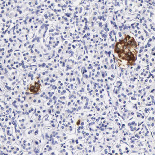 Immunohistochemical staining of human pancreas shows moderate cytoplasmic positivity in islets of Langerhans.