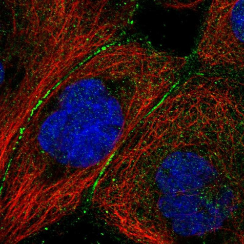 Immunofluorescent staining of human cell line A-431 shows localization to cell junctions.