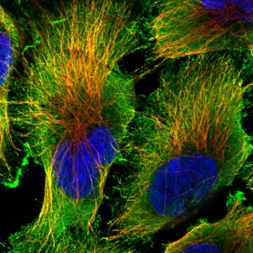 Immunofluorescent staining of human cell line U-251 MG shows localization to plasma membrane, cytosol & microtubules.