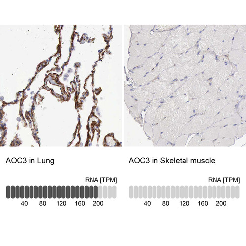 Immunohistochemistry analysis in human lung and skeletal muscle tissues using HPA000980 antibody. Corresponding AOC3 RNA-seq data are presented for the same tissues.