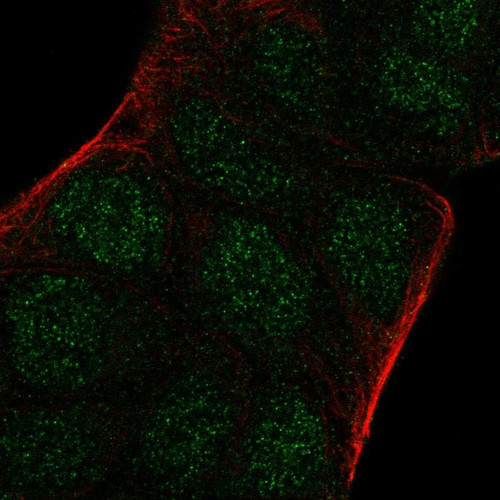 Immunofluorescent staining of human cell line RT4 shows localization to nucleus.