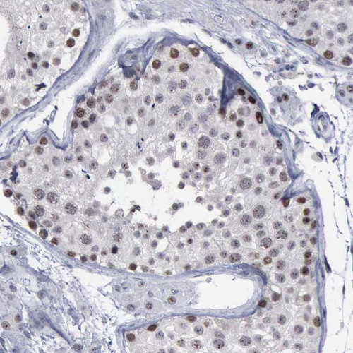 Immunohistochemical staining of human testis shows moderate to strong nuclear positivity in cells in seminiferous ducts.