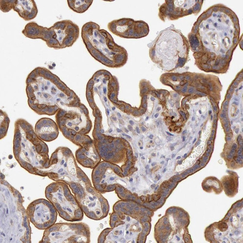 Immunohistochemical staining of human placenta shows strong cytoplasmic and membranous positivity in trophoblastic cells.