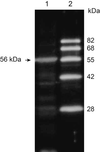 Anti Catalase pAb (Rabbit)