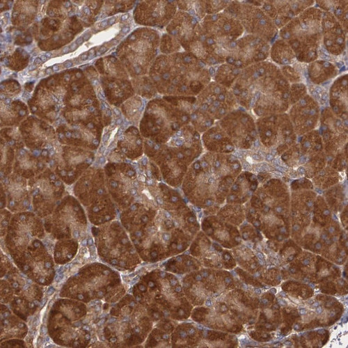 Immunohistochemical staining of human pancreas shows strong cytoplasmic positivity in exocrine glandular cells.