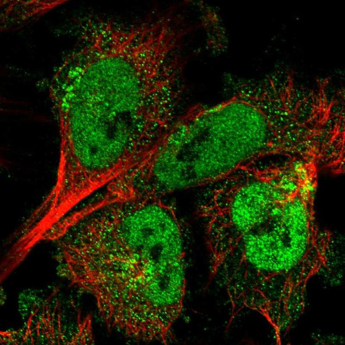 Immunofluorescent staining of human cell line U-251 MG shows localization to nucleoplasm & the Golgi apparatus.