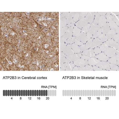 Immunohistochemistry analysis in human cerebral cortex and skeletal muscle tissues using HPA001583 antibody. Corresponding ATP2B3 RNA-seq data are presented for the same tissues.