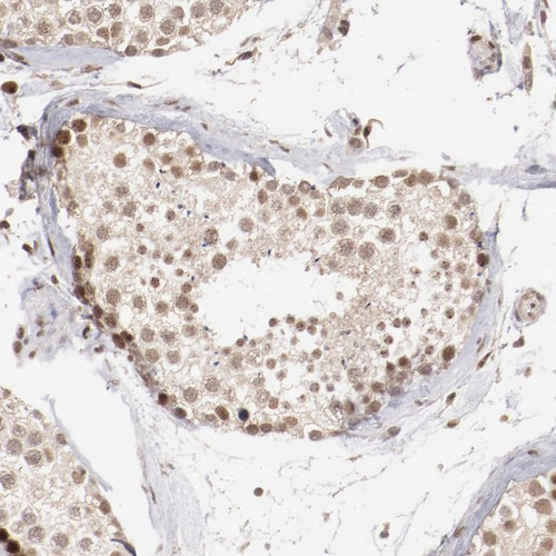 Immunohistochemical staining of human testis shows moderate nuclear positivity in cells in seminiferous ducts.