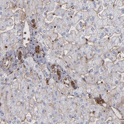 Immunohistochemical staining of human liver shows strong cytoplasmic and membranous positivity in bile duct cells.