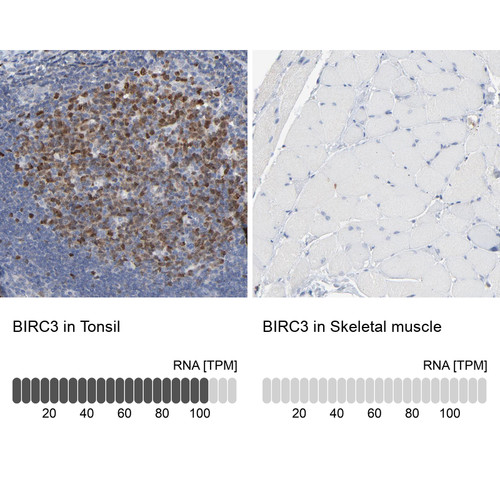 Immunohistochemistry analysis in human tonsil and skeletal muscle tissues using HPA002317 antibody. Corresponding BIRC3 RNA-seq data are presented for the same tissues.