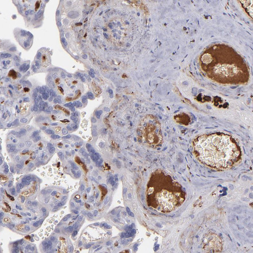 Immunohistochemical staining of human placenta shows strong positivity in plasma.