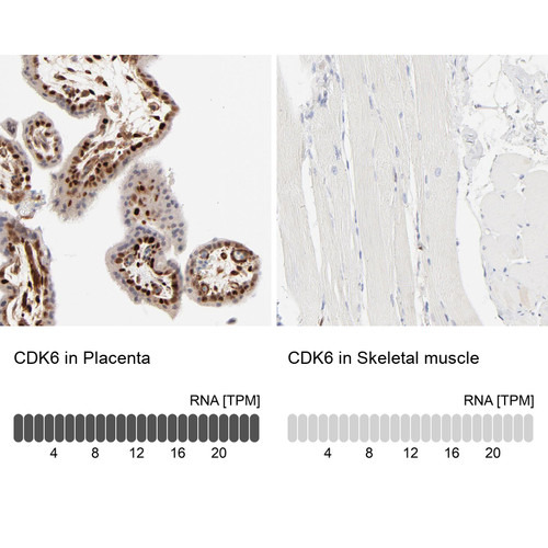 Immunohistochemistry analysis in human placenta and skeletal muscle tissues using HPA002637 antibody. Corresponding CDK6 RNA-seq data are presented for the same tissues.