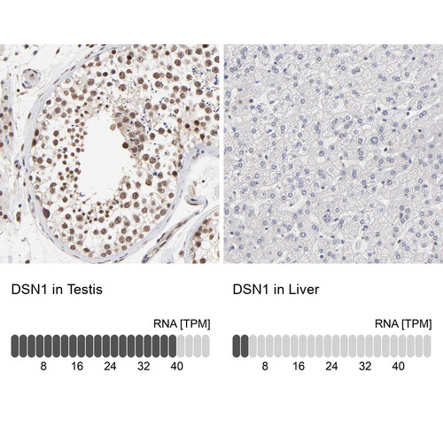 Immunohistochemistry analysis in human testis and liver tissues using HPA002813 antibody. Corresponding DSN1 RNA-seq data are presented for the same tissues.
