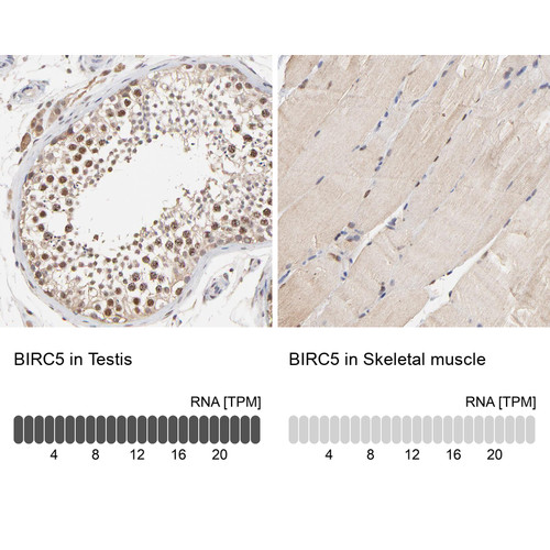 Immunohistochemistry analysis in human testis and skeletal muscle tissues using HPA002830 antibody. Corresponding BIRC5 RNA-seq data are presented for the same tissues.