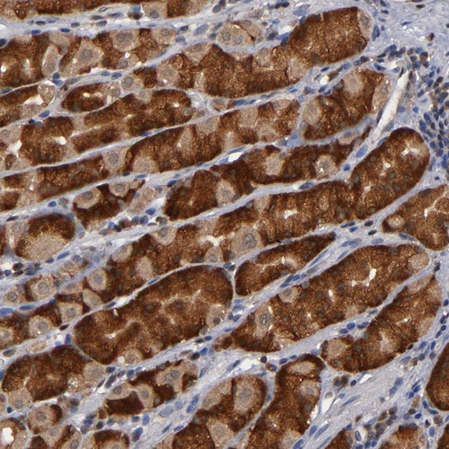 Immunohistochemical staining of human stomach shows strong cytoplasmic positivity in glandular cells.
