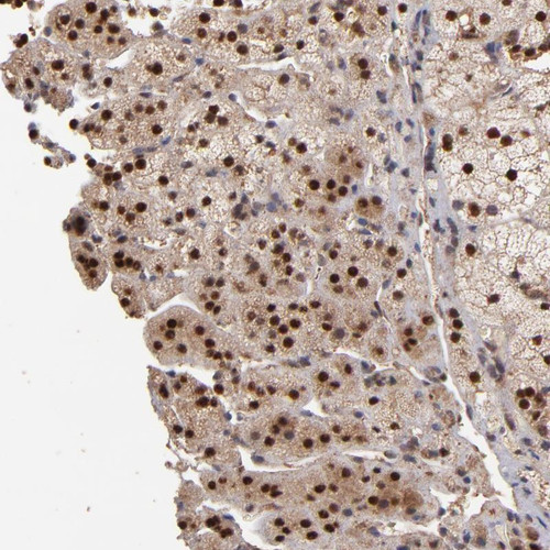 Immunohistochemical staining of human adrenal gland shows strong nuclear positivity in cortical cells.