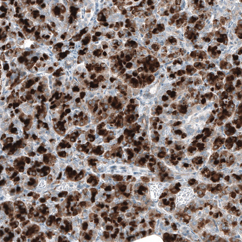 Immunohistochemical staining of human Pancreas shows strong cytoplasmic positivity in exocrine glandular cells.
