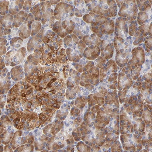 Immunohistochemical staining of human pancreas shows distinct cytoplasmic positivity in exocrine pancreas and islet cells.