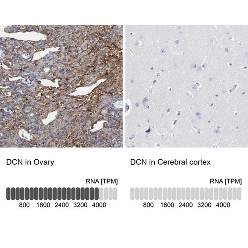 Immunohistochemistry analysis in human ovary and cerebral cortex tissues using Anti-DCN antibody. Corresponding DCN RNA-seq data are presented for the same tissues.