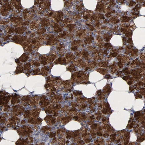 Immunohistochemical staining of human salivary gland shows strong cytoplasmic positivity in glandular cells.