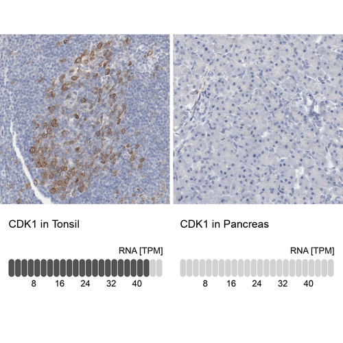 Immunohistochemistry analysis in human tonsil and pancreas tissues using HPA003387 antibody. Corresponding CDK1 RNA-seq data are presented for the same tissues.