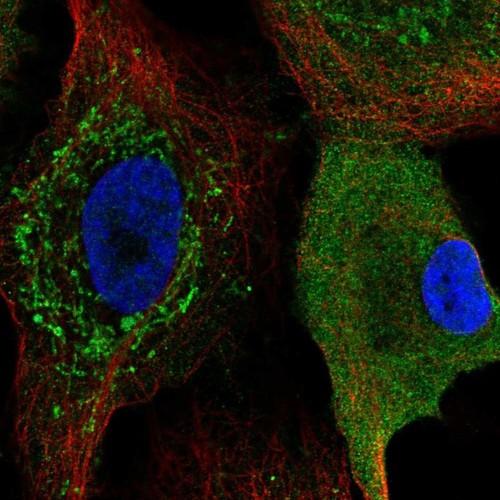 Immunofluorescent staining of human cell line A549 shows localization to cytosol & mitochondria.