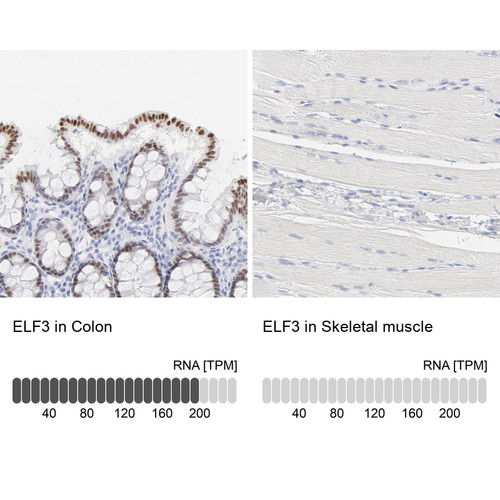 Immunohistochemistry analysis in human colon and skeletal muscle tissues using HPA003479 antibody. Corresponding ELF3 RNA-seq data are presented for the same tissues.