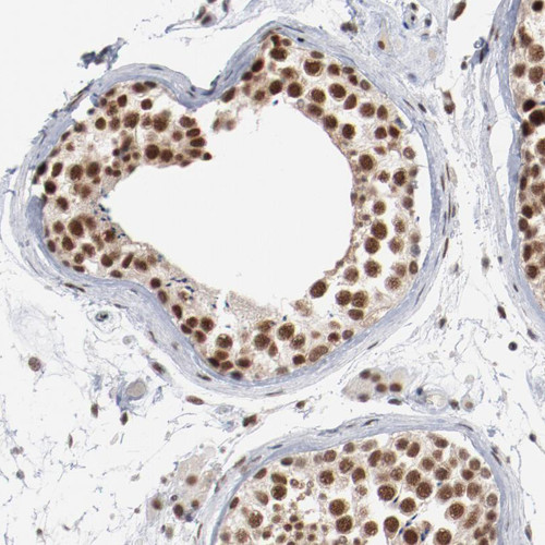 Immunohistochemical staining of human testis shows strong nuclear positivity in cells in seminiferous ducts.