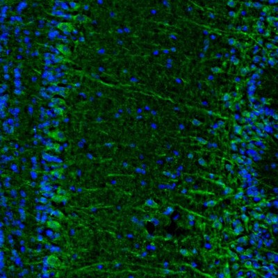 Immunofluorescence staining of mouse olfactory bulb shows positivity in dendrites and cell bodies of mitral cells.