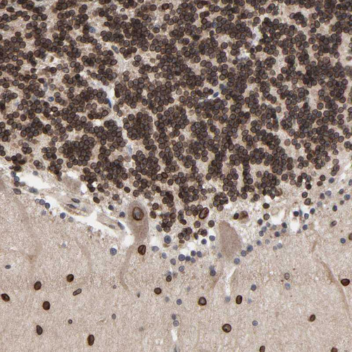 Immunohistochemical staining of human cerebellum shows strong nuclear membranous positivity in cells of granular layer.