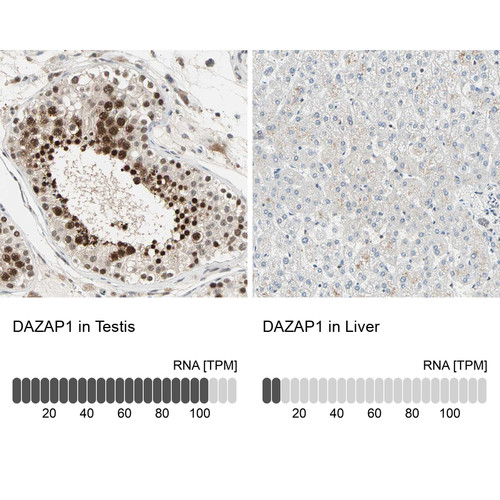 Immunohistochemistry analysis in human testis and liver tissues using HPA004201 antibody. Corresponding DAZAP1 RNA-seq data are presented for the same tissues.