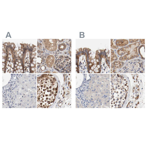 Immunohistochemical staining of human colon, kidney, liver and testis using Anti-AFG3L2 antibody HPA004479 (A) shows similar protein distribution across tissues to independent antibody HPA004480 (B).
