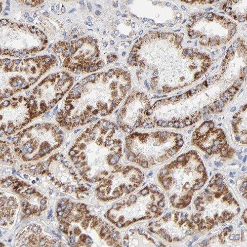 Immunohistochemical staining of human kidney shows strong cytoplasmic positivity in tubular cells.