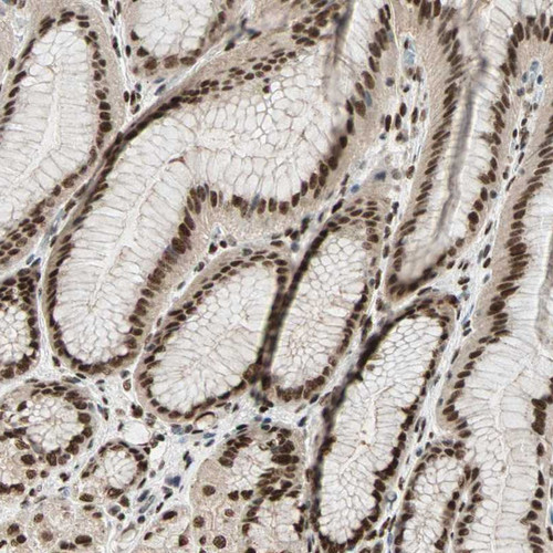Immunohistochemical staining of human stomach shows strong nuclear positivity in glandular cells.