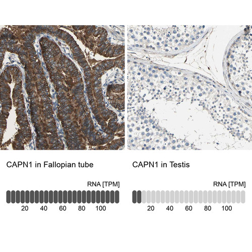 Immunohistochemistry analysis in human fallopian tube and testis tissues using Anti-CAPN1 antibody. Corresponding CAPN1 RNA-seq data are presented for the same tissues.