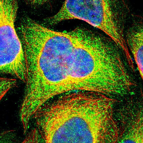Immunofluorescent staining of human cell line U-2 OS shows localization to cytosol.