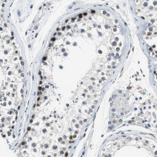 Immunohistochemical staining of human testis shows moderate to strong nuclear positivity in cells in seminiferous ducts.