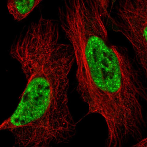 Immunofluorescent staining of human cell line U-2 OS shows localization to nuclear speckles.