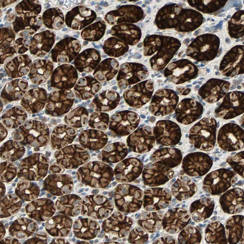 Immunohistochemical staining of human stomach shows strong cytoplasmic and membranous positivity in glandular cells.