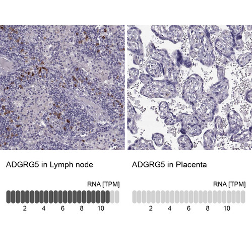 Immunohistochemistry analysis in human lymph node and placenta tissues using Anti-ADGRG5 antibody. Corresponding ADGRG5 RNA-seq data are presented for the same tissues.