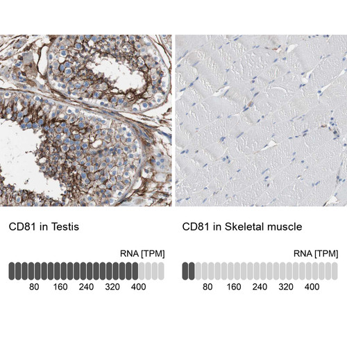 Immunohistochemistry analysis in human testis and skeletal muscle tissues using HPA007234 antibody. Corresponding CD81 RNA-seq data are presented for the same tissues.