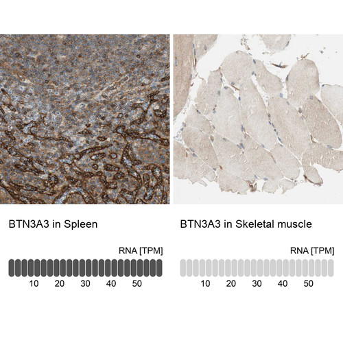 Immunohistochemistry analysis in human spleen and skeletal muscle tissues using HPA007904 antibody. Corresponding BTN3A3 RNA-seq data are presented for the same tissues.
