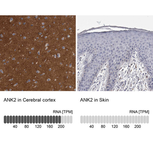 Immunohistochemistry analysis in human cerebral cortex and skin tissues using HPA008007 antibody. Corresponding ANK2 RNA-seq data are presented for the same tissues.