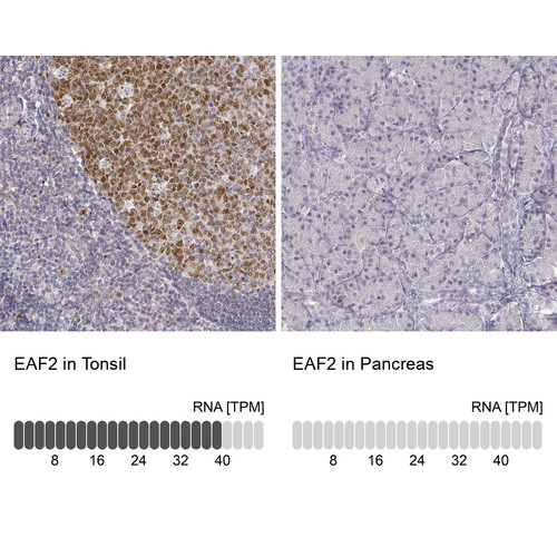 Immunohistochemistry analysis in human tonsil and pancreas tissues using Anti-EAF2 antibody. Corresponding EAF2 RNA-seq data are presented for the same tissues.