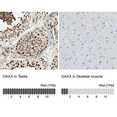 Immunohistochemistry analysis in human testis and skeletal muscle tissues using HPA008736 antibody. Corresponding DAXX RNA-seq data are presented for the same tissues.