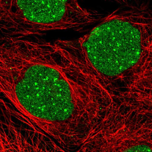 Immunofluorescent staining of human cell line A-431 shows localization to nucleus & nuclear bodies.