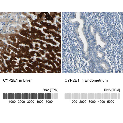 Immunohistochemistry analysis in human liver and endometrium tissues using HPA009128 antibody. Corresponding CYP2E1 RNA-seq data are presented for the same tissues.