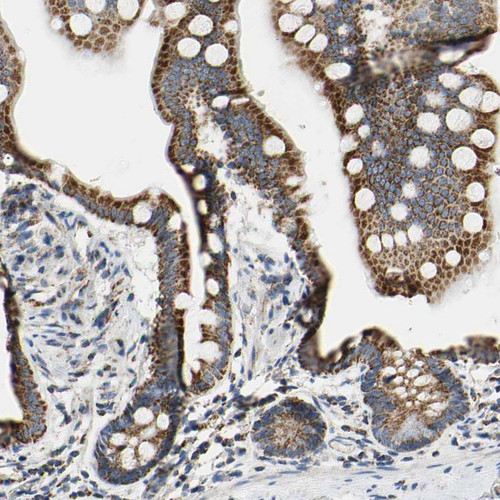 Immunohistochemical staining of human small intestine shows strong granular cytoplasmic positivity in glandular cells.